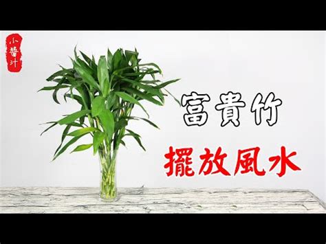 開運竹放冰箱上|開運竹的魔法：打造家中的招財風水秘訣